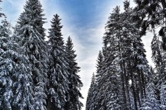 104987435_575841149971166_7290108838754979057_n