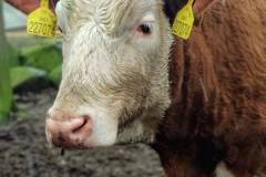 105591477_194216545279591_5652819042869044792_n