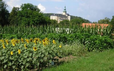 Sdělení žákům a zákonným zástupcům žáků k organizaci výuky a hodnocení 2. pololetí školního roku 2019-2020