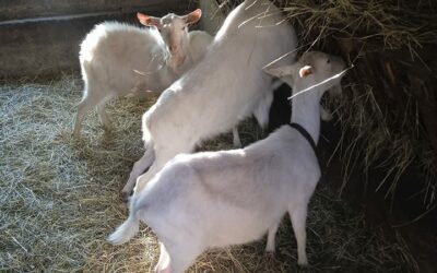 Pustili jsme se do čistokrevného chovu bílé krátkosrsté kozy v kontrole užitkovosti