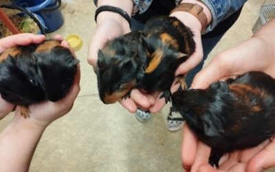 Chov zájmových zvířat na pracovišti Zámecká obohacuje výuku žáků Veterinářství